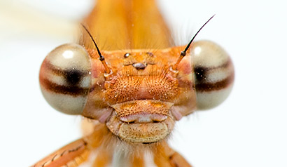 Metacnemis valida Blue Riverjack female face
